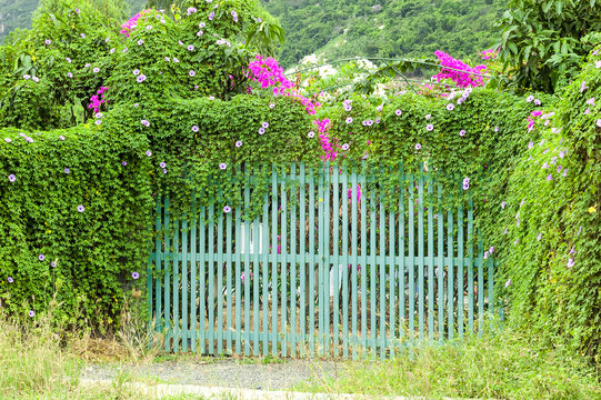 wooden beautiful gates which are overgrown