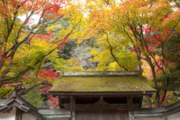 秋色の室生寺表門