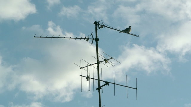 Pigeon bird sitting on aerial digital television radio antenna