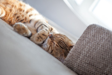 Bengalkatze Hauskatze liegend auf der Couch schläft