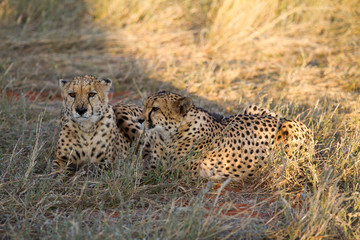 Cheetah, Namibia