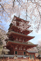 Fototapeta premium 奈良の長谷寺五重塔と桜
