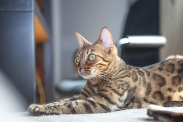 Bengalkatze Hauskatze Leopard Couch