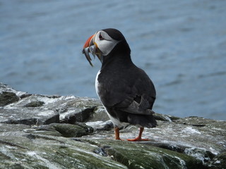 Puffin With Sandeels