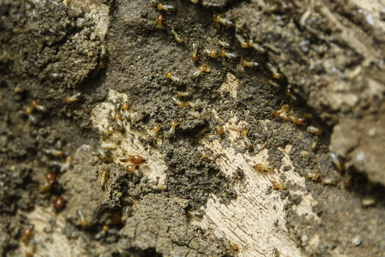 Termites Colony