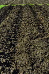 Cultivated Plots