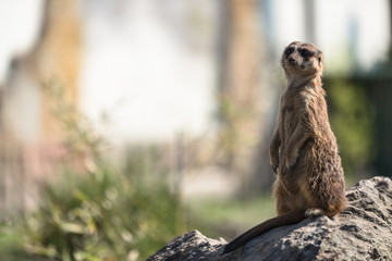Meerkat or Surikate