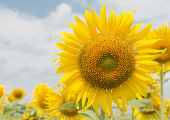 Fototapeta premium sunflower