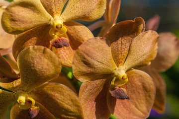 Yellow-brown orchid
