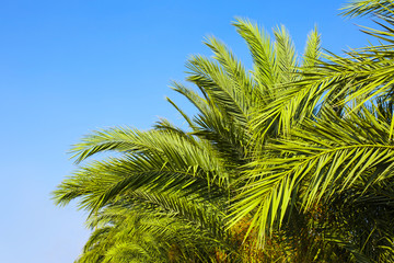 Palm trees and the blue sky. Tropical background.