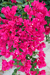 Pink Bougainvillea flowers.