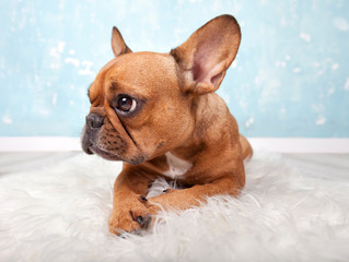 französische Bulldogge liegt auf Fell