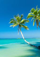 Obraz na płótnie Canvas Green Getaway Coconut Coast