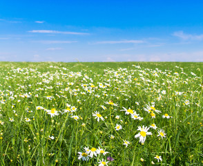 Green Horizon Summer Beauty Flowers Blooming