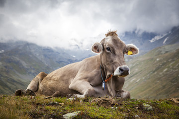 Mucca sdraiata sul'erba
