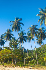 Obraz premium Green View Jungle Landscape