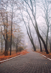 foggy morning in city park
