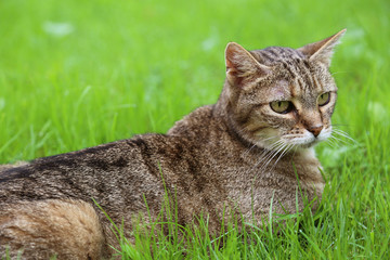 Chat