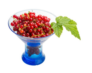 Red currant