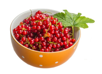 Red currant