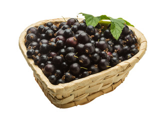 Black currant