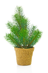 Fir tree on white background