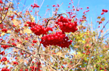 Bright red clusters of berries of Viburnum on the branches