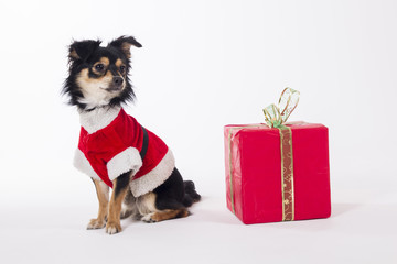 Cute sitting puppy