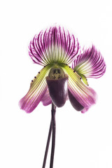 Paphiopedilum orchids flower.
