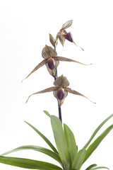Paphiopedilum orchids flower.
