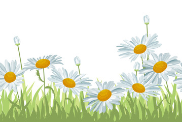 Fototapeta na wymiar Seamless background with white daisies