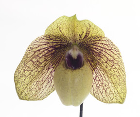 Paphiopedilum orchids flower.