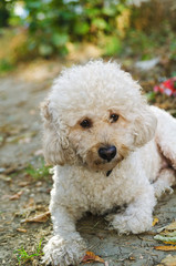 Dog sitting on the ground waiting his master's new command