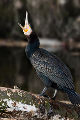 cormorant (Phalacrocorax carbo)