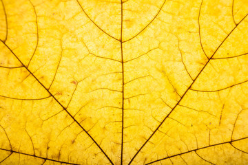 Naklejka na ściany i meble maple leaf closeup