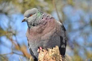 Голубь.