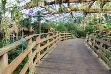 Wooden bridge in a Dutch greenhouse with tropical garden