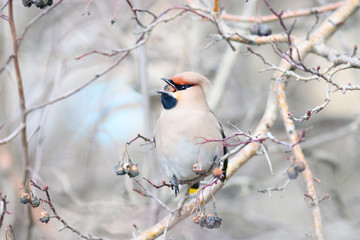 Waxwing on branches without leaves