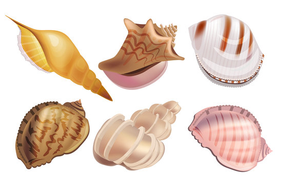Realistic set with sea shells.