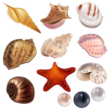 Set with realistic shells and pearls