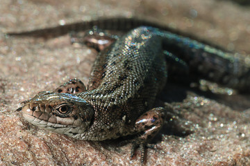 brown lizard on a rock close