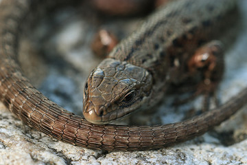 brown lizard on a rock close