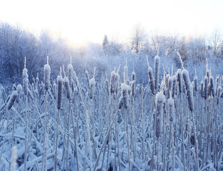 frost, winter, snow on the old grass