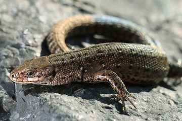 brown lizard on a rock close
