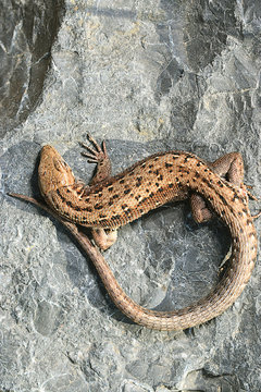 brown lizard on a rock close