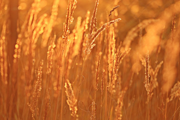 Fototapeta premium summer sunset glow grass field background