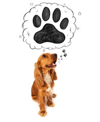 Cute cocker spaniel with paw above her head