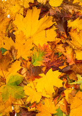 Background group autumn orange leaves
