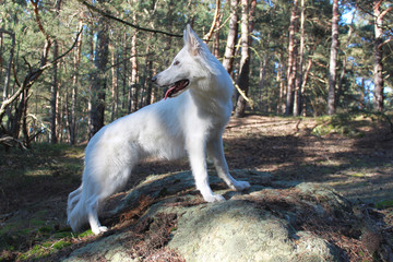 Schweizer Schäferhund Hündin