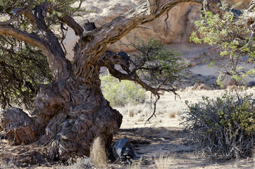 Knorriger Stamm von einem Kameldorn  im Namib Naukluft Park